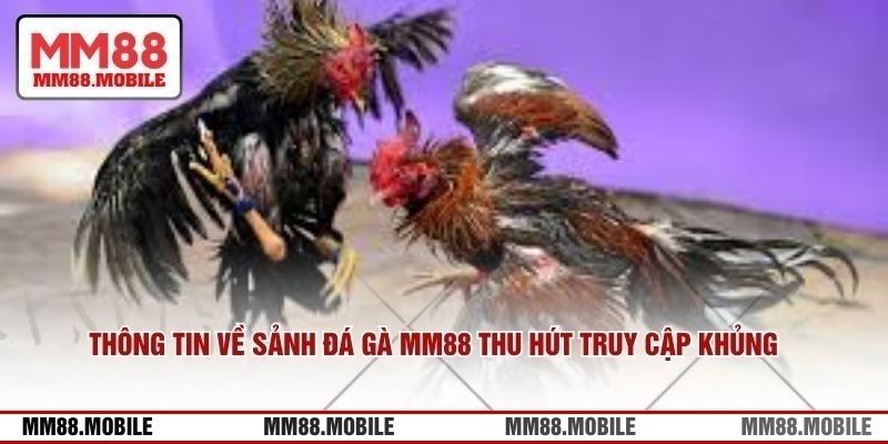 Thông tin về sảnh đá gà MM88 thu hút lượng truy cập khủng 